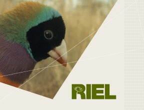 RIEL Website Design